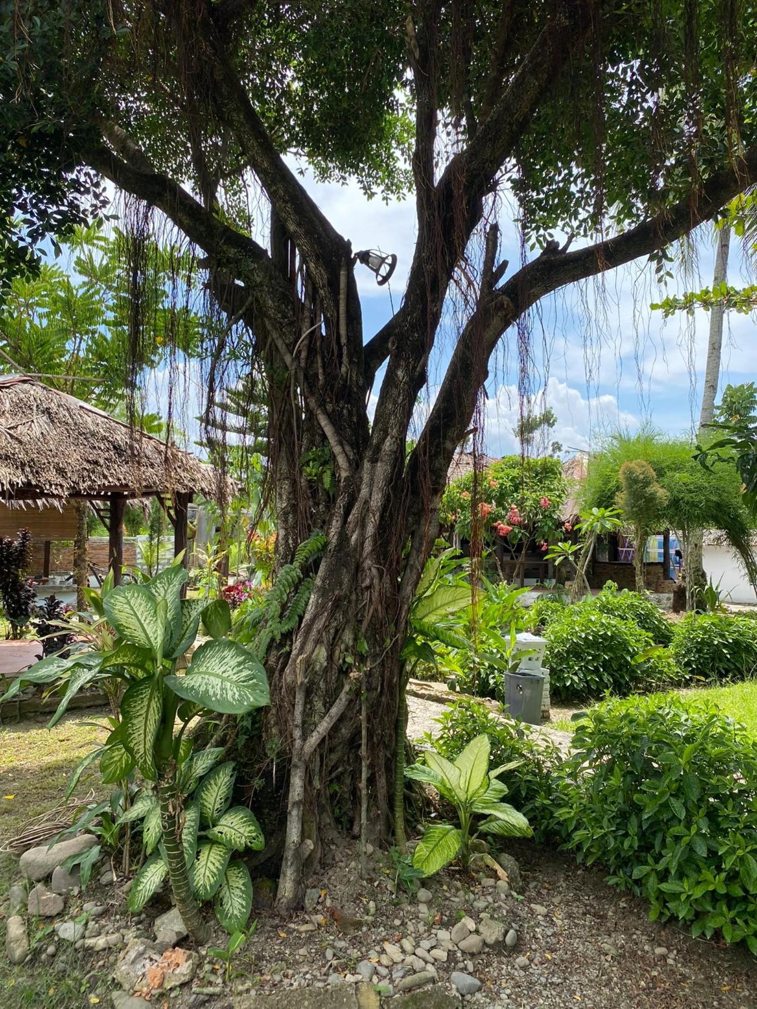 Villa Paradise Bukit Lawang Bagian luar foto