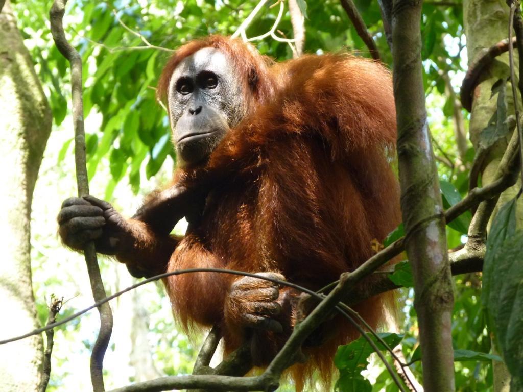 Villa Paradise Bukit Lawang Bagian luar foto